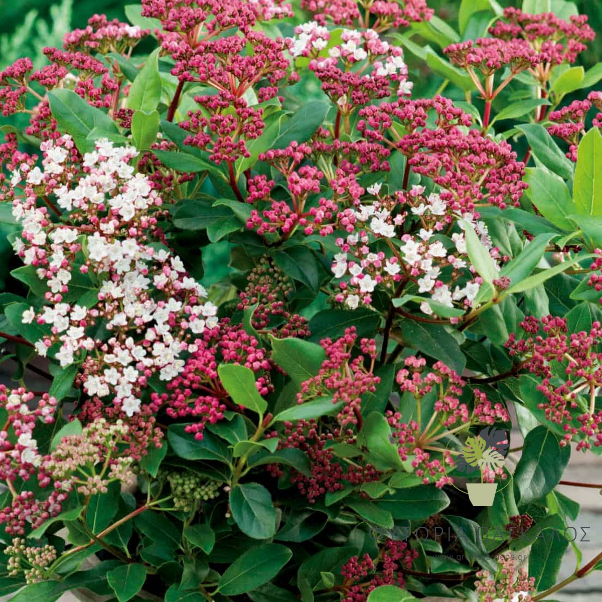ΒΙΒΟΥΡΝΟ Viburnum tinus - 1